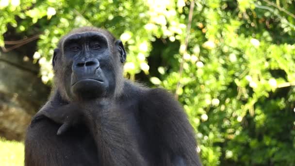 Gorillák a talajlakó, elsősorban növényevő majmok, hogy élnek a Közép-afrikai erdők. Névadó nemzetség Gorilla két fajra oszlik: keleti gorilla és a nyugati-gorilla.
