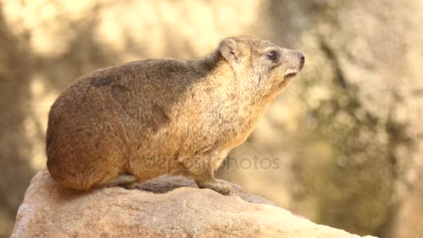 Rock hyrax (Procavia capensis), also called rock badger and Cape hyrax, is commonly referred to in South African English as dassie. It is one of four living species of order Hyracoidea, genus Procavia — Stock Video