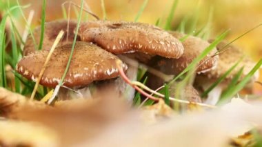 Sivrisinekler mantar sürün. Tatlım mantar bilinen Armillaria mellea basidiomycete mantar cins Armillaria olduğunu. Bitki patojeni olduğunu.