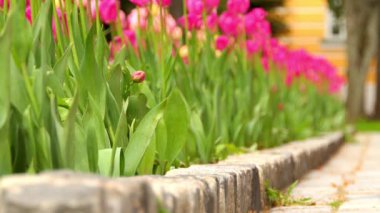Lale (Tulipa) form bahar çiçek açan çok yıllık otsu bulbiferous geophytes (ampuller depolama organları olarak sahip) cinsi. Lale ile birlikte 14 diğer cins Melanthiaceae (lily) ailesinin bir üyesidir.