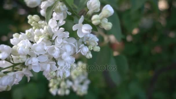 Syringa (lilás) é um género botânico pertencente à família das oliveiras (Oleaceae). . — Vídeo de Stock