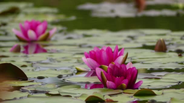 Nymphaea — рід Харді і ніжним водних рослин родини Nymphaeaceae. Рід має космополітичне розповсюдження. Рослини рід широко відомі як водяні лілії. — стокове відео