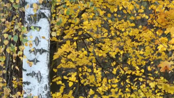 Huş ağacı yaprak döken parke ince yapraklı ağaç cinsi Betula, Aile Betulaceae, alders, hazels ve hornbeams de içeren olduğunu. Kayıngiller kayın meşe ailesine yakından ilgilidir. — Stok video