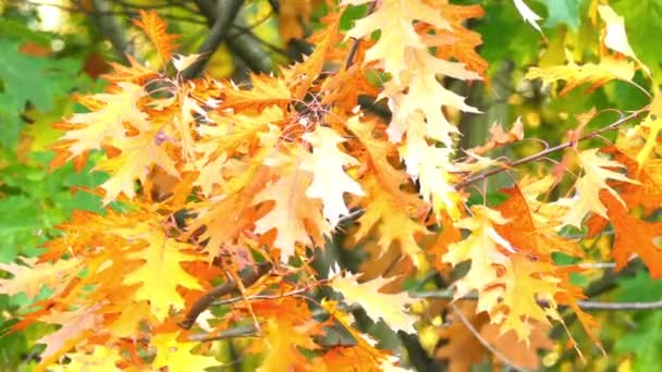Quercus rubra, Kuzey kırmızı meşe veya şampiyonu meşe, borealis, yaygın olarak adlandırılan bir meşe (Quercus bölüm Lobatae) kırmızı meşe grubunda var. Amerika Birleşik Devletleri ve Kanada Kuzey Amerika yerli. — Stok video