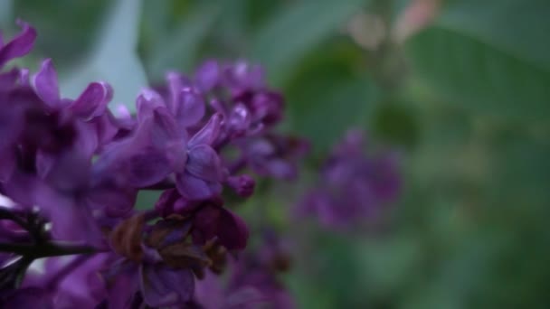 Syringa (lilac) is genus of 12 currently recognized species of flowering woody plants in olive family (Oleaceae), native to woodland and scrub from southeastern Europe to eastern Asia. — Stock Video