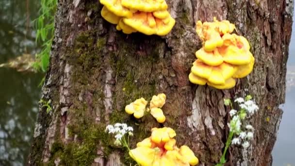 Laetiporus sulphureus est une espèce de champignon de la parenthèse. Ses noms communs sont crabe des bois, polypore de soufre, plateau de soufre, et poulet des bois. Laetiporus sulphureus est saprophyte .