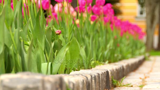 Tulpen (Tulpen) bilden eine Gattung frühlingsblühender mehrjähriger krautiger Zwiebelgewächse (mit Zwiebeln als Speicherorgane). Tulpe gehört zusammen mit 14 anderen Gattungen zur Familie der Liliengewächse (Liliengewächse). — Stockvideo