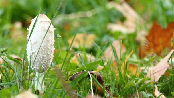 Coprinus comatus, gorra de tinta peluda, peluca de abogado o melena peluda, es un hongo común que a menudo se ve creciendo en el césped, a lo largo de caminos de grava y áreas de desechos. Los cuerpos frutales jóvenes aparecen por primera vez como cilindros blancos . — Vídeos de Stock