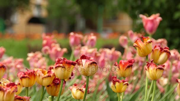 Tulpen (Tulpen) bilden eine Gattung frühlingsblühender mehrjähriger krautiger Zwiebelgewächse (mit Zwiebeln als Speicherorgane). Tulpe gehört zusammen mit 14 anderen Gattungen zur Familie der Liliengewächse (Liliengewächse). — Stockvideo