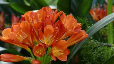 Clivia monocot Güney Afrika'ya yerli bitki cinsidir. Onlar aileden Amaryllidaceae, alt Amaryllidoideae vardır. Natal lily veya bush lily ortak isimleri.