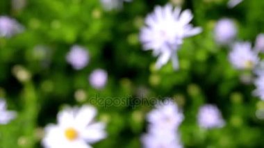 Symphyotrichum novae-angliae New England aster, kıllı Mikael-papatya veya Michaelmas'la daisy, bilinen çiçekli otsu çok yıllık bitki bitki ailesindeki olduğunu.