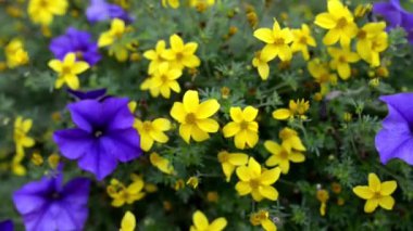 Tagetes tenuifolia, mühür kadife çiçeği veya altın kadife çiçeği, papatya ailesi (bitki) vahşi kadife çiçeği tür var. Meksika yanı sıra Orta Amerika, Kolombiya ve Peru çoğu arasında olduğunu.