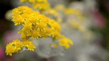 Cineraria geifolia. Cineraria ayçiçeği ailesi, öncelikle kaç tür uzak Kuzey ile Güney Afrika yerli cins çiçekli bitkiler olduğunu. Otsu bitkiler ve küçük subshrubs cins içerir