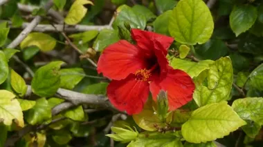 Hibiscus syriacus aile Ebegümecigiller, Hindistan ve Asya'nın doğal bitki türüdür. Rose of Sharon, Suriye ketmia, gül mallow, St Joseph's çubuk ve Rosa de Sharon adlarını içerir