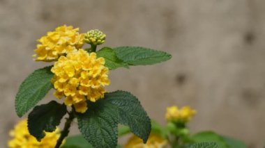 Lantana camara, olarak da bilinen büyük adaçayı (Malezya), yaban-adaçayı, kırmızı-adaçayı, beyaz-adaçayı (Karayipler) ve tickberry (Güney Afrika), verbena Verbenaceae aile içinde çiçekli bitki türü olduğunu.