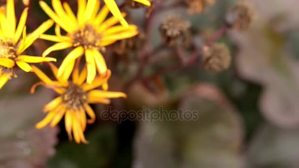 Ligularia dentata (estate ragwort o leopardo) è una specie di pianta da fiore del genere Ligularia e della famiglia delle Asteraceae, originaria della Cina e del Giappone . — Video Stock