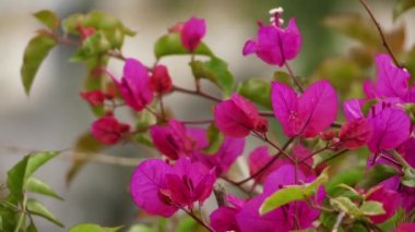 Bougainvillea da buganvilla, bugambilia, bouganvilla, pokok bunga kertas, bougenville, Napolyon, jahanamiya, veranera, trinitaria, Santa Rita veya papelillo olarak bilinir.