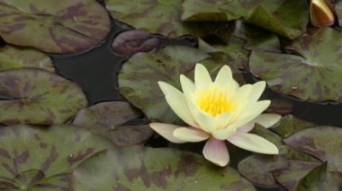 Nymphaea, nilüfergiller ailesinde hardy ve ihale su bitkileri cinsidir. Cins kozmopolit dağılımı gösterir. Cinsi bitkilerin sık nilüferler bilinen.