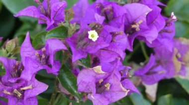 Bougainvillea da buganvilla, bugambilia, bouganvilla, pokok bunga kertas, bougenville, Napolyon, jahanamiya, veranera, trinitaria, Santa Rita veya papelillo olarak bilinir.
