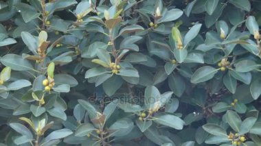 Ficus obliqua, küçük yapraklı incir bilinen ailesindeki Dutgiller, Doğu Avustralya, Yeni Gine, Doğu Endonezya Sulawesi ve Güneybatı Pasifik Okyanusu Adaları'e ağacıdır.