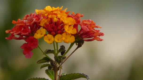 Lantana camara, επίσης γνωστή ως big-φασκόμηλο (Μαλαισία), άγρια-φασκόμηλο, κόκκινο-φασκόμηλο, λευκό-φασκόμηλο (Καραϊβική) και tickberry (Νότια Αφρική), είναι φυτό μέσα στην οικογένεια Λουίζα, Verbenaceae. — Αρχείο Βίντεο