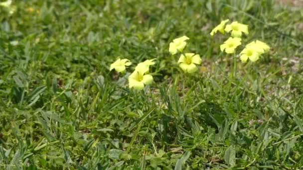 Oxalis pes-caprae (Bermuda düğün çiçeği, Afrika ahşap-kuzukulağı, Bermuda kuzukulağı, buttercup oxalis, Cape kuzukulağı, İngilizce ot, keçi-ayak, sourgrass, soursob ve soursop, suring, cernua). — Stok video