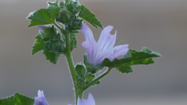 Lavatera cretica (Malva linnaei) is aspecies of flowering plant in mallow family known by common names Cornish mallow and Cretan hollyhock. It is native to western Europe, North Africa. — Stock Video