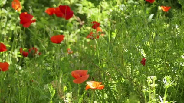 Papaver rhoeas (names include common poppy, corn poppy, corn rose, field poppy, Flanders poppy or red poppy) is an annual herbaceous species of flowering plant in poppy family, Papaveraceae. — Stock Video