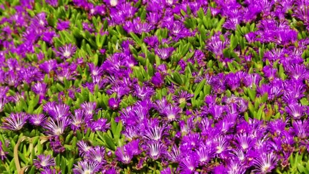 Delosperma cooperi (Mesembryanthemum cooperi — Stock Video