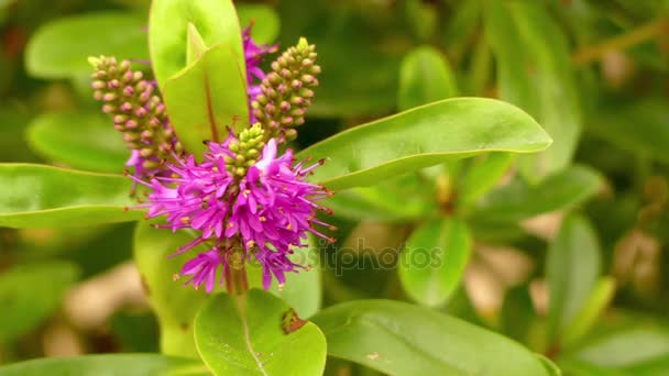 Hebe es un género de plantas nativas de Nueva Zelanda, Rapa en la Polinesia Francesa, Islas Malvinas y América del Sur. . — Vídeos de Stock