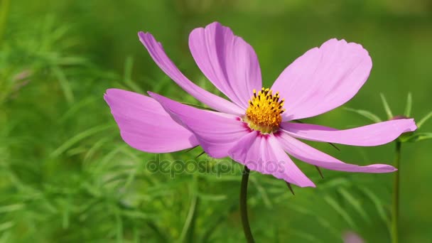 Cosmos es un género con el mismo nombre común de cosmos, que consiste en plantas con flores en la familia de los girasoles. . — Vídeos de Stock