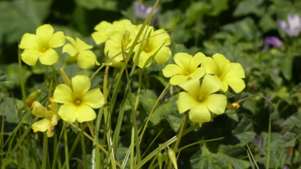 Oxalis pes-caprae (Bermuda buttercup, African wood-sorrel, Bermuda sorrel, buttercup oxalis, Cape sorrel, English weed, goat 's foot, sourgrass, soursob and soursop, suring, cernua ). — Vídeo de stock