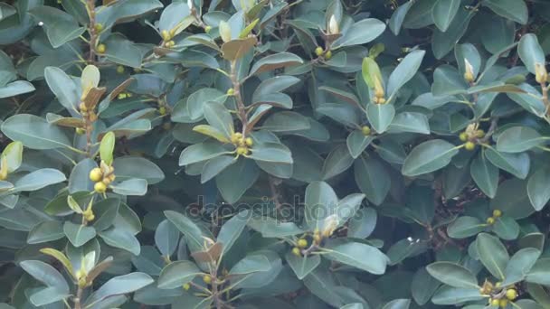 Ficus obliqua, közismert nevén a kis levelű füge, egy fa a család Eperfafélék, őshonos Kelet-Ausztrália, Új-Guinea, Sulawesi és a sziget délnyugati részén csendes-óceán keleti részén Indonéziában. — Stock videók