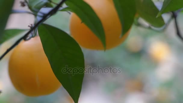 Oranges mûres accrochées à une branche en gros plan — Video