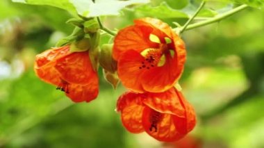 Abutilon büyük çiçekli bitkiler ebegümeci ailesinde, Ebegümecigiller familyasından. Hint ebegümeci ve velvetleaf genel ortak adlarını içerir