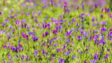Mor viper'ın-bugloss veya Paterson'ın laneti, olarak bilinen Echium plantagineum Echium Batı ve Güney Avrupa, Kuzey Afrika ve Güneybatı Asya familyasından.