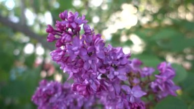 Cins 12 şu anda türler odunsu bitkiler zeytin ailesi (Zeytingiller), anavatanı woodland ve bodur Güneydoğu Avrupa Doğu Asya'dan tanınan leylak (Lila) olduğunu.