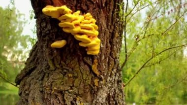 Kükürt mantarı köşeli ayraç mantar türüdür. Yengeç woods, kükürt ölümü, kükürt raf ve tavuk woods onun ortak adlardır. Kükürt mantarı cimri olduğunu.