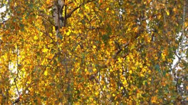 Huş ağacı yaprak döken parke ince yapraklı ağaç cinsi Betula, Aile Betulaceae, alders, hazels ve hornbeams de içeren olduğunu. Kayıngiller kayın meşe ailesine yakından ilgilidir.