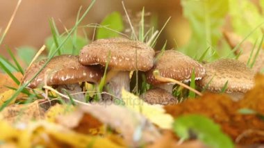 Sivrisinekler mantar sürün. Tatlım mantar bilinen Armillaria mellea basidiomycete mantar cins Armillaria olduğunu. Bitki patojeni olduğunu.