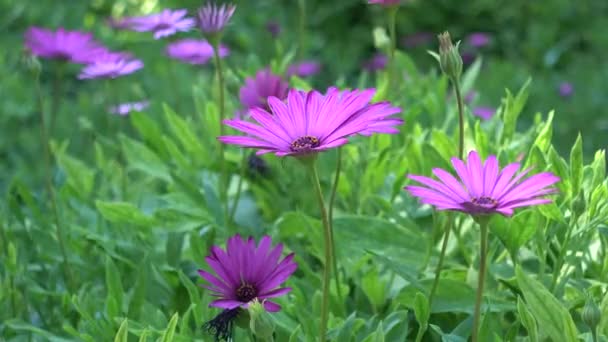 Osteospermum daisybushes est un genre de plantes de la famille des Asteraceae. Osteospermum appartenait au genre Dimorphotheca .