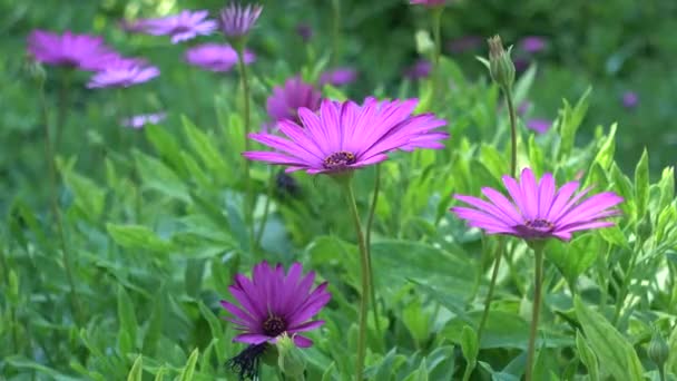 Osteospermum daisybushes es un género de plantas con flores perteneciente a Calenduleae, una de las tribus más pequeñas de la familia Asteraceae. Osteospermum pertenecía al género Dimorphotheca . — Vídeo de stock