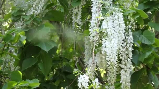 Robinia akacjowa, znany jako czarny locust, jest średniej wielkości drzewo liściaste, pochodzi z południowo-wschodniej części Stanów Zjednoczonych. Inna nazwa zwyczajowa jest Robinia akacjowa. — Wideo stockowe