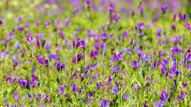 Echium plantagineum, beter bekend als Paterson de vloek, of paarse van-slangenkruid is soort Echium inheems in West- en zuidelijk Europa, Noord-Afrika en Zuidwest Azië. — Stockvideo