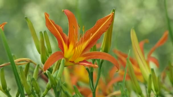 Lilium (deren Mitglieder echte Lilien sind) ist eine Gattung krautiger Blütenpflanzen, die aus Zwiebeln wachsen, alle mit großen, prominenten Blüten.. — Stockvideo
