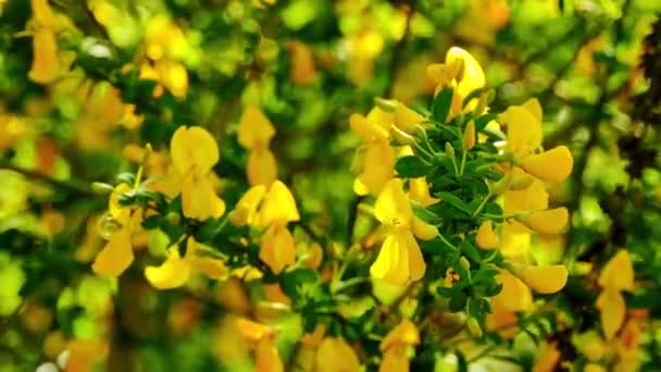 Cytisus scopatrius, gemensamma kvast eller Scotch kvast, Sarothamnus scopatrius, är perenna baljväxter buske hemma i västra och centrala Europa. — Stockvideo