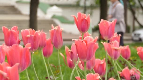 Los tulipanes (Tulipa) forman un género de geófitos bulbosos herbáceos perennes florecientes en primavera (que tienen bulbos como órganos de almacenamiento). Tulip es miembro de la familia Liliaceae (lily), junto con otros 14 géneros. . — Vídeo de stock