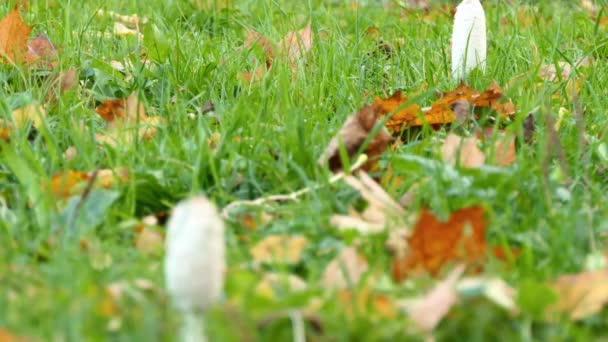 Копрінус-коматус, колючий чорнильний ковпак, верхівка адвоката, або колючий гриб, часто зустрічається гриб, що росте на газонах, вздовж гравійних доріг і відходів. Молоді плодові тіла вперше з'являються як білі циліндри . — стокове відео