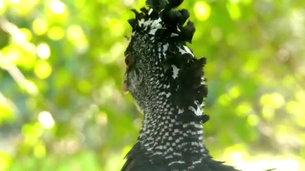 Большой curassow (Crax rubra) - большая фазаноподобная птица из неотропических тропических лесов, ее ареал простирается от восточной Мексики до Центральной Америки и западной Колумбии и северо-запада Эквадора. . — стоковое видео