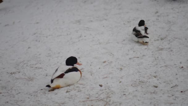 Загальні shelduck (Tadorna tadorna) є водоплавних птахів видів shelduck рід, Tadorna. Це широко поширена і поширені в Євразії. — стокове відео